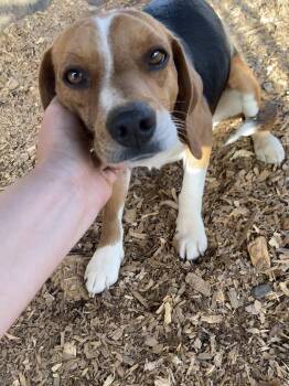 Beagle Dogs Available for Adoption - Duft | PetCurious