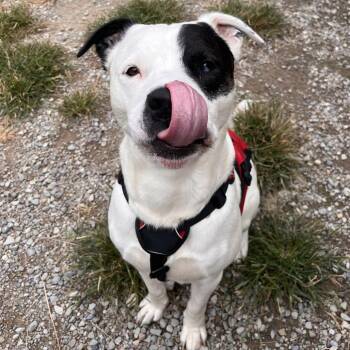 Zeus -  Mixed Breed Dog for Adoption in Fairport, New York - Zeus | PetCurious