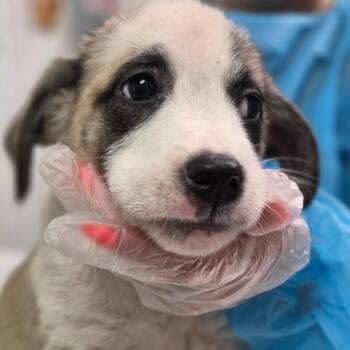 Mona -  Mixed Breed Dog for Adoption in Charleston, West Virginia - Mona | PetCurious
