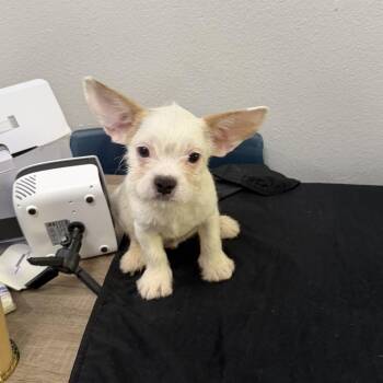 Gizmo -  French Bulldog and Mixed Breed Dog for Adoption in San Diego, California - Gizmo | PetCurious