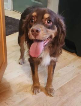 Rescue Cocker Spaniel and Australian Shepherd Dogs for Adoption in Waterloo, Iowa - Dakota- TAKING APPLICATIONS | PetCurious