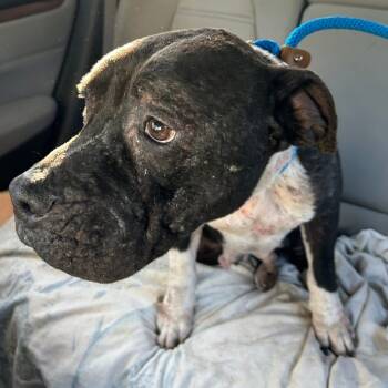 Rescue American Bulldog and Pit Bull Terrier Dogs for Adoption in Sarasota, Florida - Marie | PetCurious