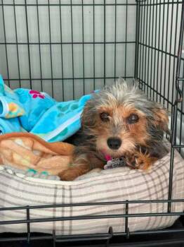 Roxy $550 -  Yorkshire Terrier and Dachshund Dog for Adoption in West Milwaukee, Wisconsin - Roxy $550 | PetCurious
