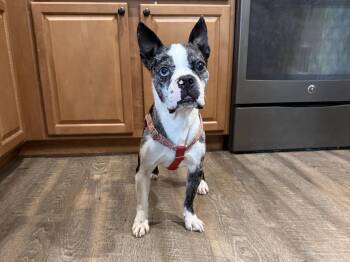 Cash -  Boston Terrier and French Bulldog Dog for Adoption in New Albany, Ohio - Cash | PetCurious