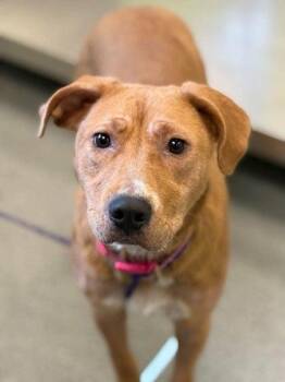 Dancing Tina -  Pit Bull Terrier and Mixed Breed Dog for Adoption in Blountville, Tennessee - Dancing Tina | PetCurious