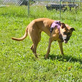 Abby -  Mixed Breed Dog for Adoption in Middletown, New York - Abby | PetCurious
