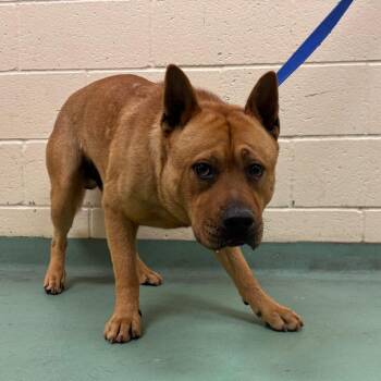 Mixed Breed Dogs Available for Adoption in Memphis, Tennessee - Larry | PetCurious