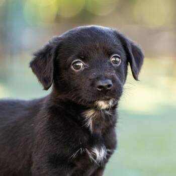 Rescue Dachshund and Terrier Dogs for Adoption in San Diego, California - Alpine Pup - Scranton | PetCurious