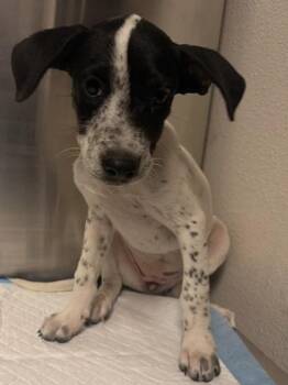 Switch -  Cattle Dog and Mixed Breed Dog for Adoption in Fresno, California - Switch | PetCurious