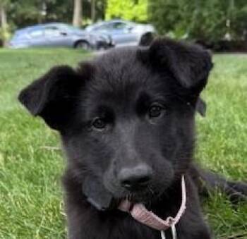Alto Musical - local pup -  Husky Dog for Adoption in Andover, Massachusetts - Alto Musical - Local Pup | PetCurious