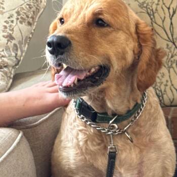 Bob -  Golden Retriever Dog for Adoption in Prospect, Kentucky - Bob | PetCurious