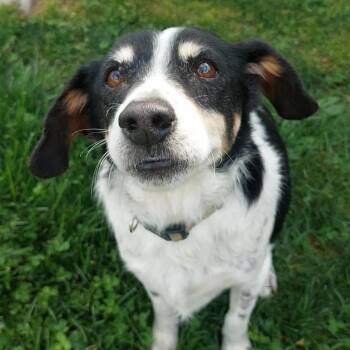 Beagle Dogs Available for Adoption in Corydon, Indiana - Buddy | PetCurious