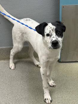 Bearded Collie and Mixed Breed Dogs Available for Adoption in Las Vegas, Nevada - KEVIN ABSTRACT | PetCurious