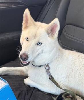 SUSIE -  Husky Dog for Adoption in Dallas, Texas - SUSIE | PetCurious