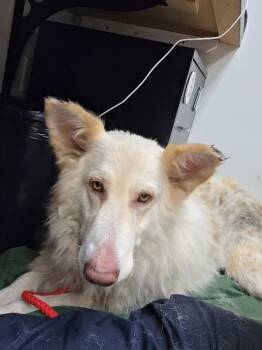 Leslie -  German Shepherd Dog Dog for Adoption in Disputanta, Virginia - Leslie | PetCurious