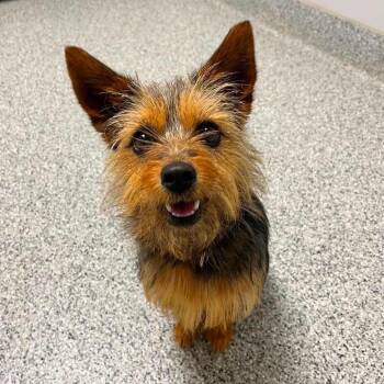 Luna -  Yorkshire Terrier Dog for Adoption in Wichita, Kansas - Luna | PetCurious