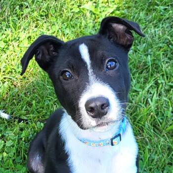 Maurice -  Black Labrador Retriever and Terrier Dog for Adoption in Grayslake, Illinois - Maurice | PetCurious