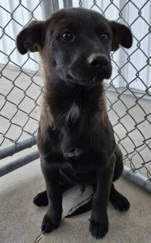 Rescue Shepherd Dogs for Adoption in Thousand Oaks, California - Remington -- LONGTIME RESIDENT! | PetCurious