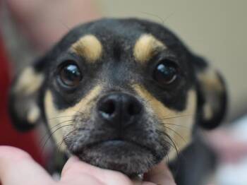 Rosie -  Chihuahua Dog for Adoption in Portland, Oregon - Rosie | PetCurious