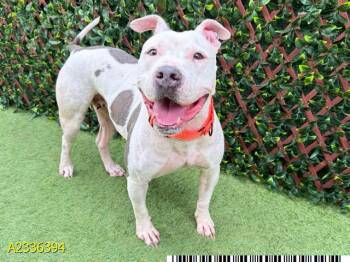 OPHELIA -  Mixed Breed Dog for Adoption in West Palm Beach, Florida - OPHELIA | PetCurious