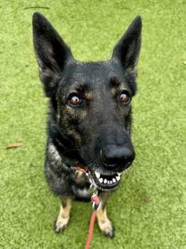 Mixed Breed Dogs Available for Adoption - Fretta | PetCurious