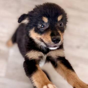 Beech -  Wheaten Terrier and Mixed Breed Dog for Adoption in Green Bay, Wisconsin - Beech | PetCurious