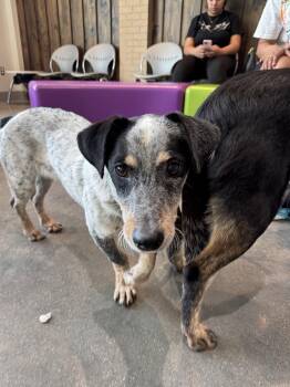 Taz -  Rat Terrier Dog for Adoption in Houston, Texas - Taz | PetCurious