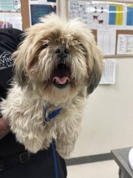 Lhasa Apso Dogs Available for Adoption - Daisy | PetCurious