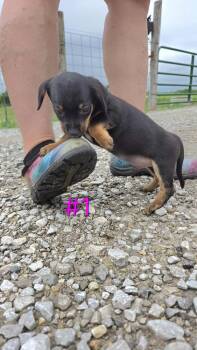 Rider -  Rat Terrier and Yorkshire Terrier Dog for Adoption in Waterloo, Illinois - Rider | PetCurious