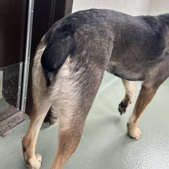 Shepherd and Mixed Breed Dogs Available for Adoption in Lyndhurst, Virginia - SVAS-Stray-38632 | PetCurious