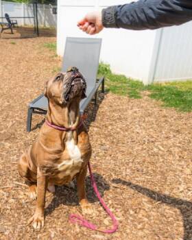 Mixed Breed Dogs Available for Adoption in Chamblee, Georgia - Metallica | PetCurious