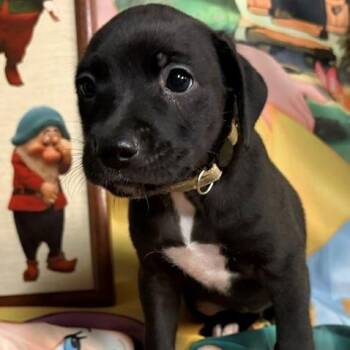 Bashful -  Australian Shepherd and Mixed Breed Dog for Adoption in Normal, Illinois - Bashful | PetCurious