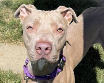 Pearl -  Pit Bull Terrier Dog for Adoption in Euclid, Ohio - Pearl | PetCurious