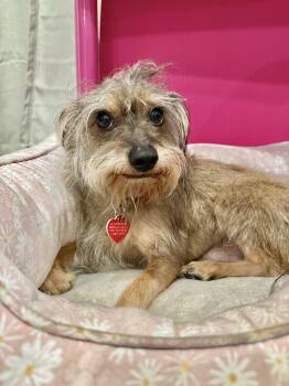 Rescue Miniature Schnauzer and Wirehaired Dachshund Dogs for Adoption in Los Angeles, California - Raffle Is A Treasure! | PetCurious