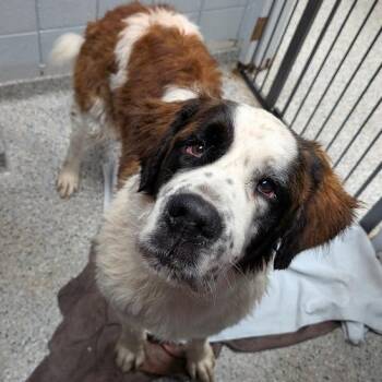Mixed Breed and Saint Bernard Dogs Available for Adoption in West Olive, Michigan - Mila Rose | PetCurious