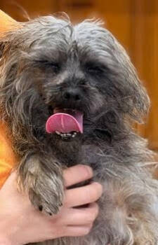 Rescue Terrier Dogs for Adoption in Raleigh, North Carolina - Grease Lightning | PetCurious