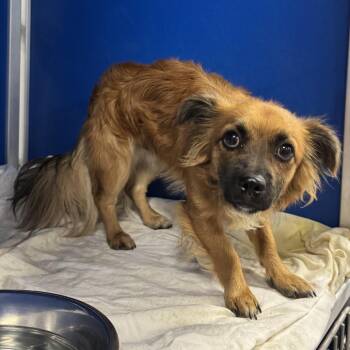 112565 -  Mixed Breed Dog for Adoption in Las Cruces, New Mexico - 112565 | PetCurious