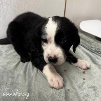 Atlas -  Labrador Retriever and Mixed Breed Dog for Adoption in Cheyenne, Wyoming - Atlas | PetCurious