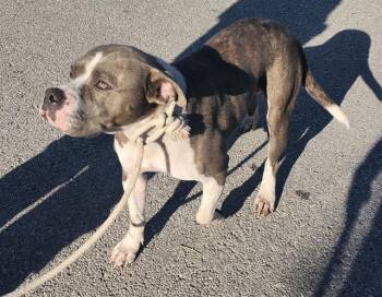 American Staffordshire Terrier Dogs Available for Adoption in San Antonio, Texas - FAITH | PetCurious