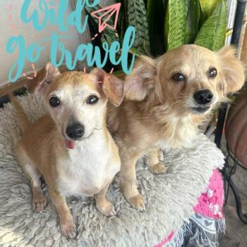 Pomeranian and Mixed Breed Dogs Available for Adoption in Rochester, Minnesota - Clifford | PetCurious