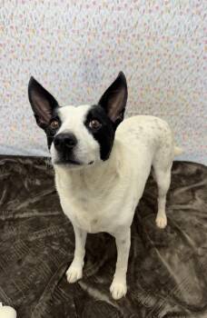 Mixed Breed Dogs Available for Adoption in Chickasha, Oklahoma - Oreo | PetCurious