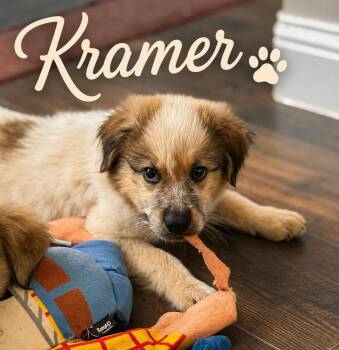 Kramer -  Great Pyrenees Dog for Adoption in Columbia, Maryland - Kramer | PetCurious