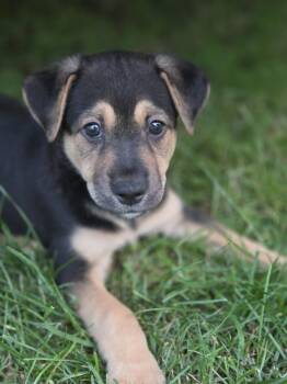 Tiny -  German Shepherd Dog and Labrador Retriever Dog for Adoption in Cambridge, Ontario - Tiny | PetCurious
