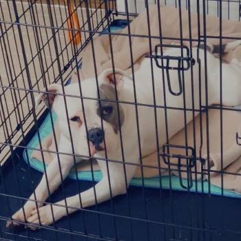 Pit Bull Terrier and Staffordshire Bull Terrier Dogs Available for Adoption in Beaumont, Texas - Sadie | PetCurious