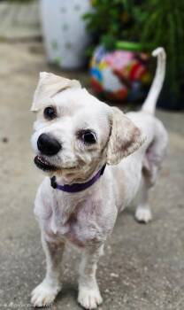 Benny at Jefferson Feed -  Shih Tzu and Dachshund Dog for Adoption in Jefferson, Louisiana - Benny At Jefferson Feed | PetCurious