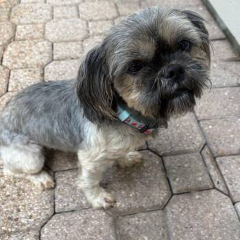 Lala Sunshine -  Shih Tzu Dog for Adoption in Houston, Texas - Lala Sunshine | PetCurious