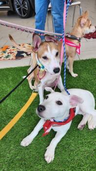 Rescue Hound Dogs for Adoption in Elmwood, Louisiana - Skipper | PetCurious