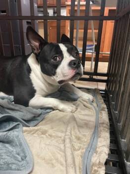 Rescue Mixed Breed Dogs for Adoption in Cincinnati, Ohio - Amulet | PetCurious