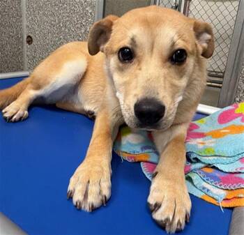 Australian Cattle Dog Blue Heeler and Mixed Breed Dogs Available for Adoption - BRIE | PetCurious