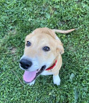 Goober -  Great Pyrenees and Shepherd Dog for Adoption in Newport, Kentucky - Goober | PetCurious